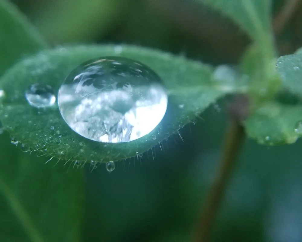 Une goutte claire suspendue à une feuille