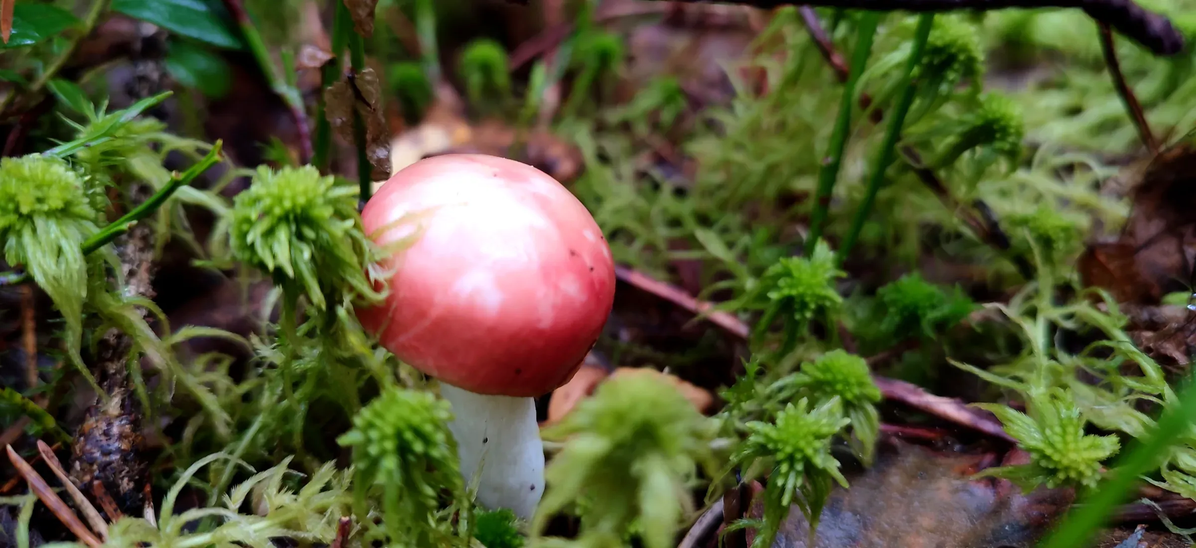 Un champignon au chapeau rose et au pied blanc, seul dans une mousse verte de sous-bois, entre des brindilles et des feuilles mortes.
