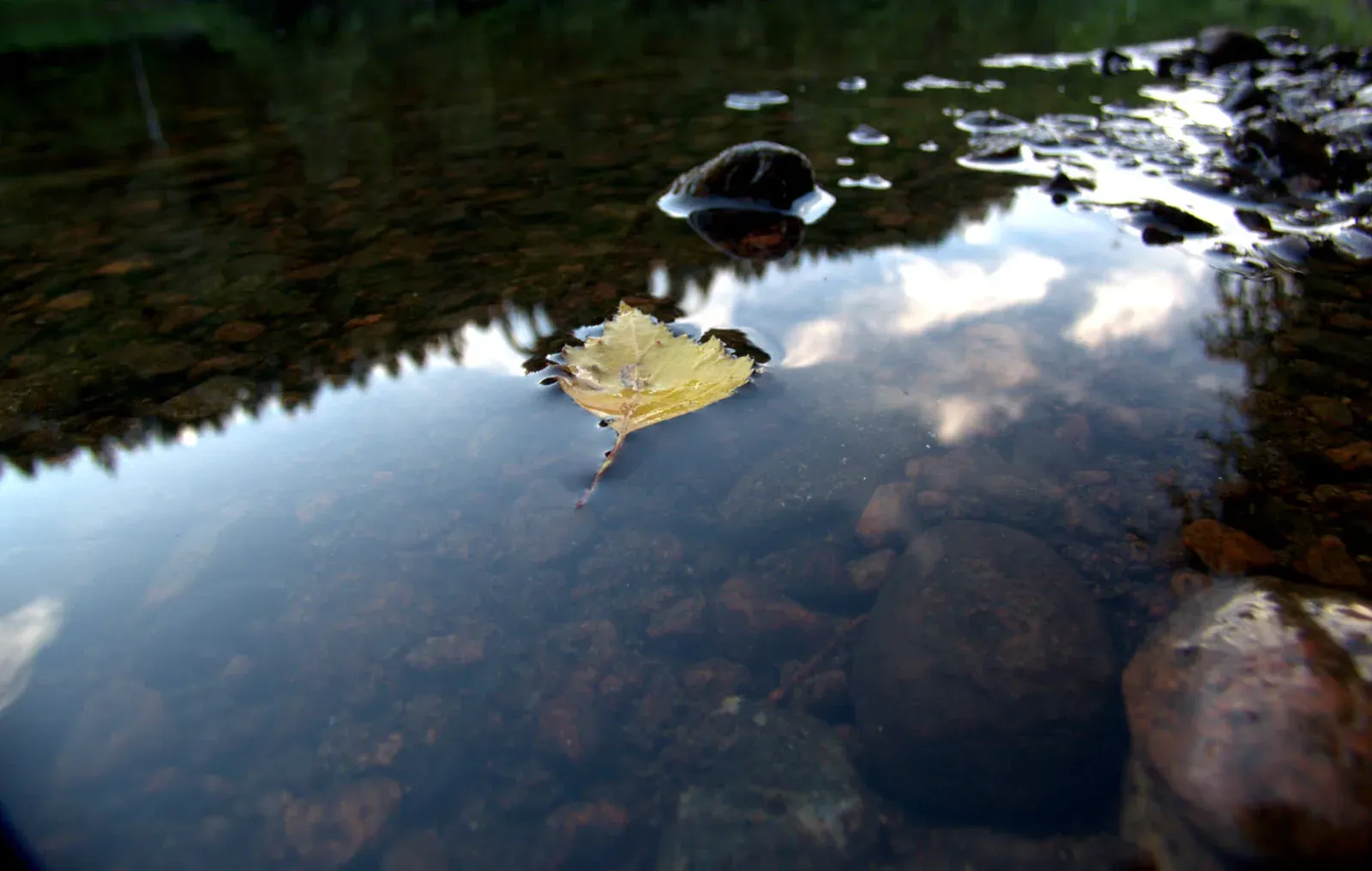 Une surface d’eau immobile vue de très près. Une feuille de bouleau jaune y flotte ; la cime des arbres s’y reflète en dents de scie, et les galets du fond se voient à travers l’eau claire.