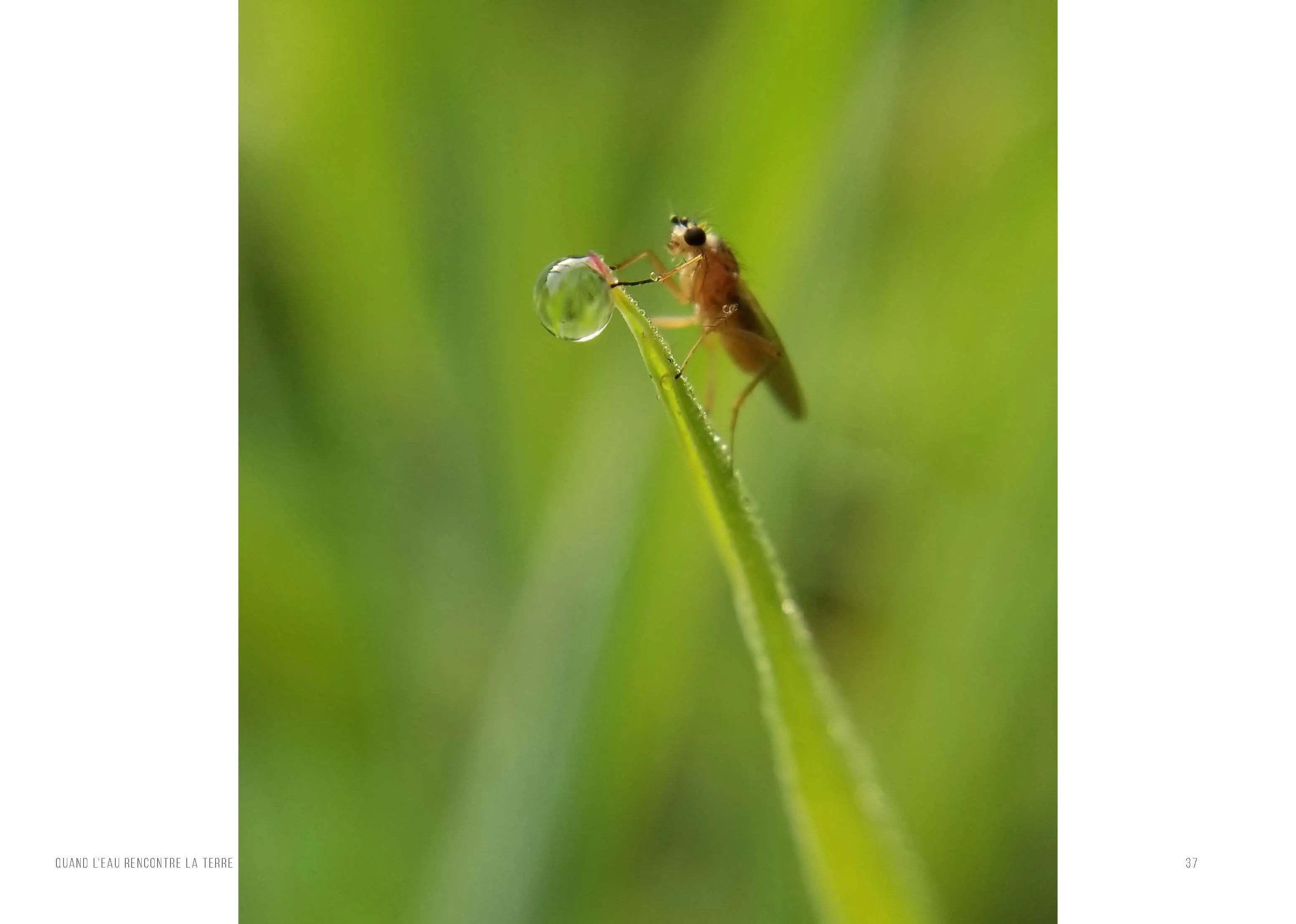 Une petite mouche dorée posée sur un brin d’herbe, à côté d’une goutte de rosée presque aussi grosse qu’elle.