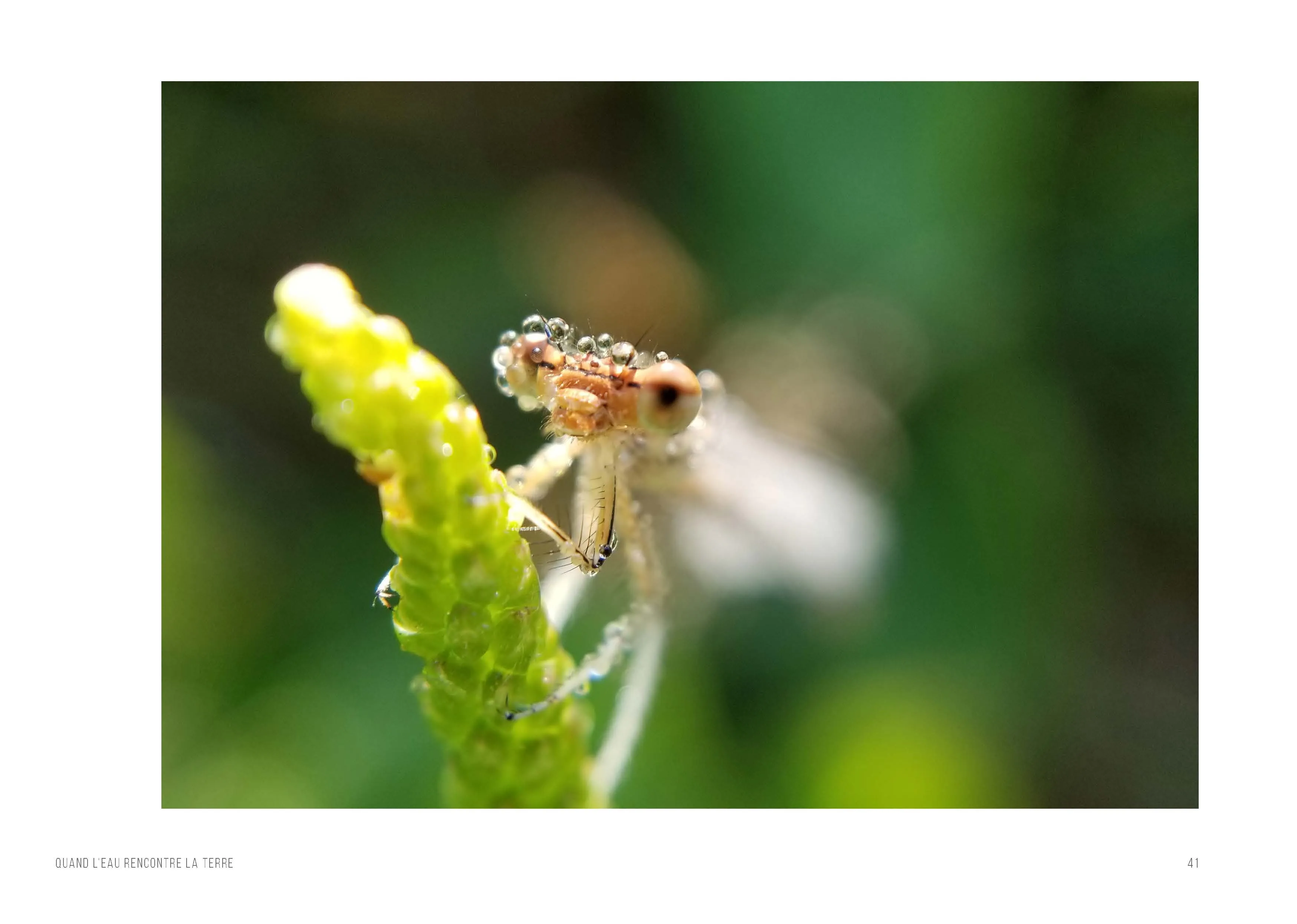 Gros plan sur la tête et le thorax d’une demoiselle entièrement couverts de gouttelettes de rosée, agrippée à une tige verte.