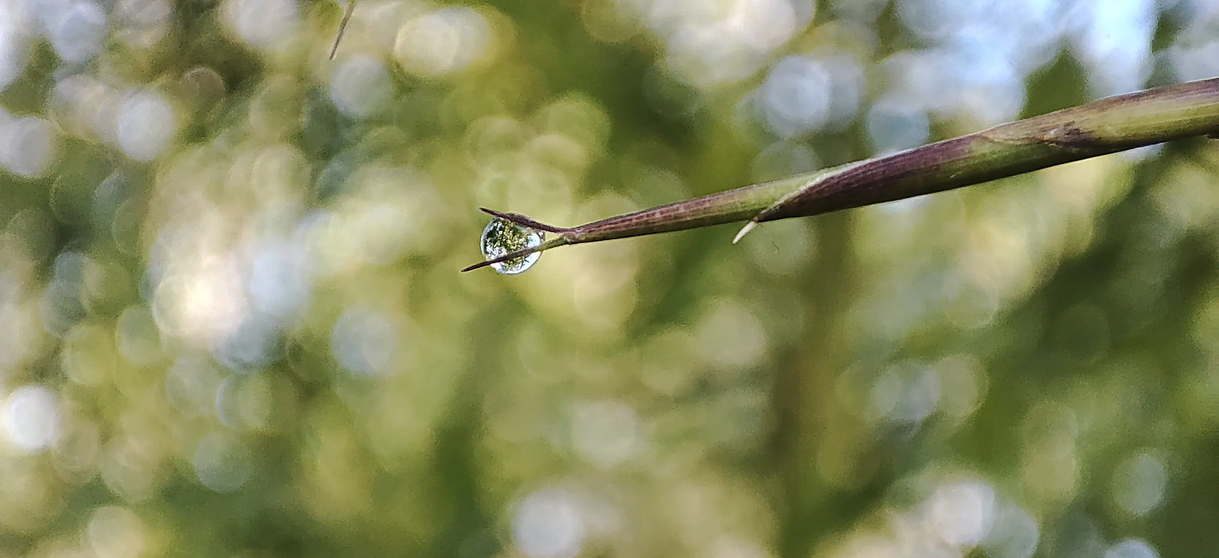 Une goutte unique suspendue à la pointe d’une herbe, le reste du feuillage en flou lumineux.