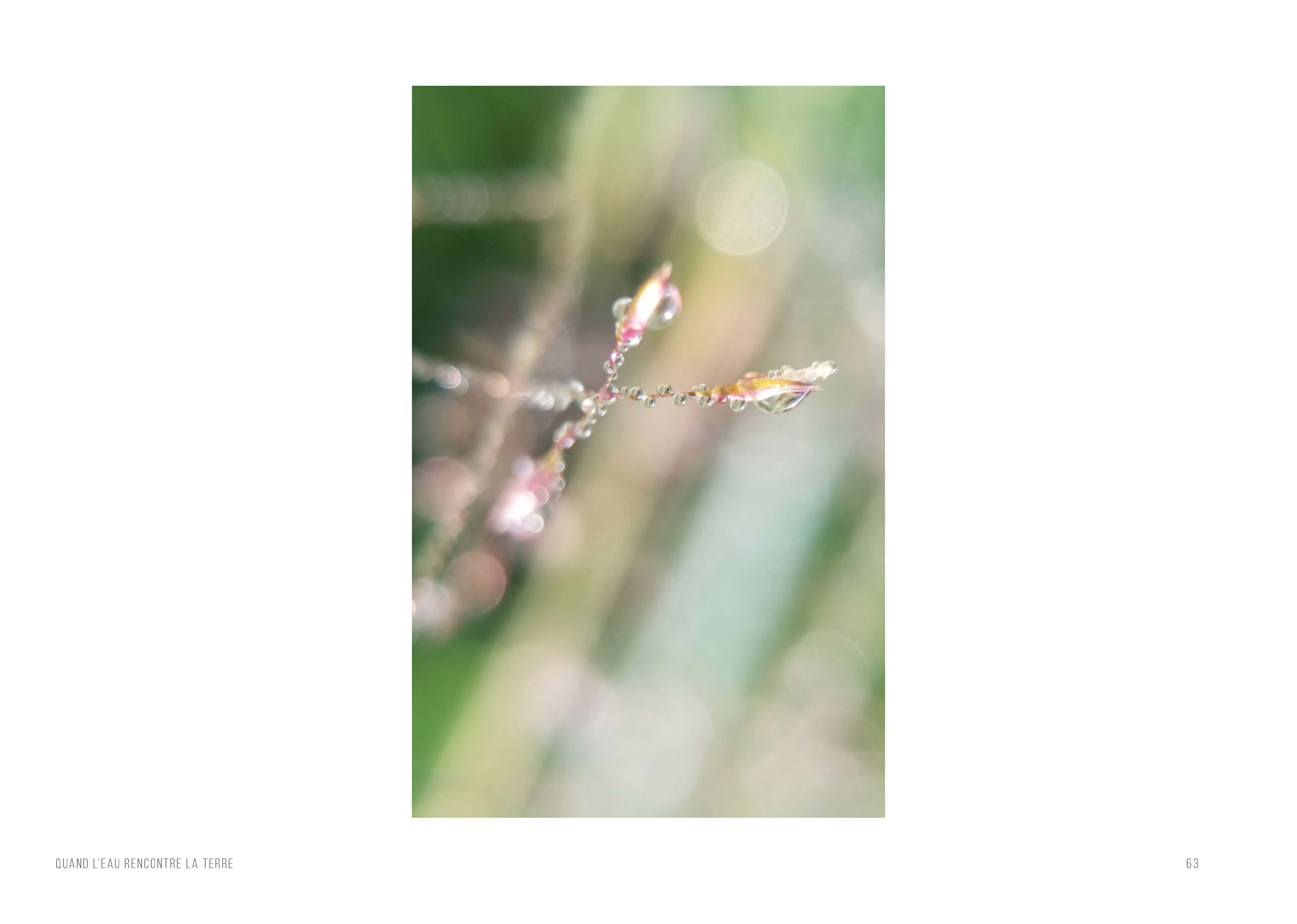 Une tige fine portant de petits boutons roses, photographiée en flou très doux dans des tons pastel de vert et de rose.