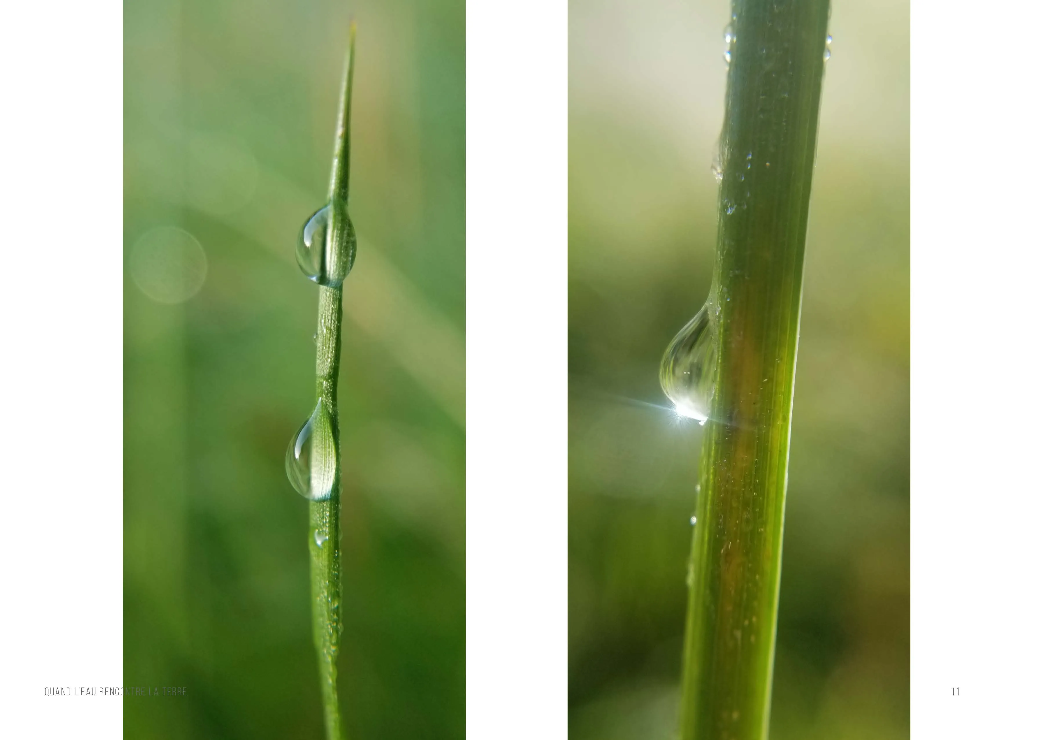 Deux photographies côte à côte : deux gouttes accrochées à un brin d’herbe fin, et une goutte sur une tige verte où la lumière du matin éclate en étoile.