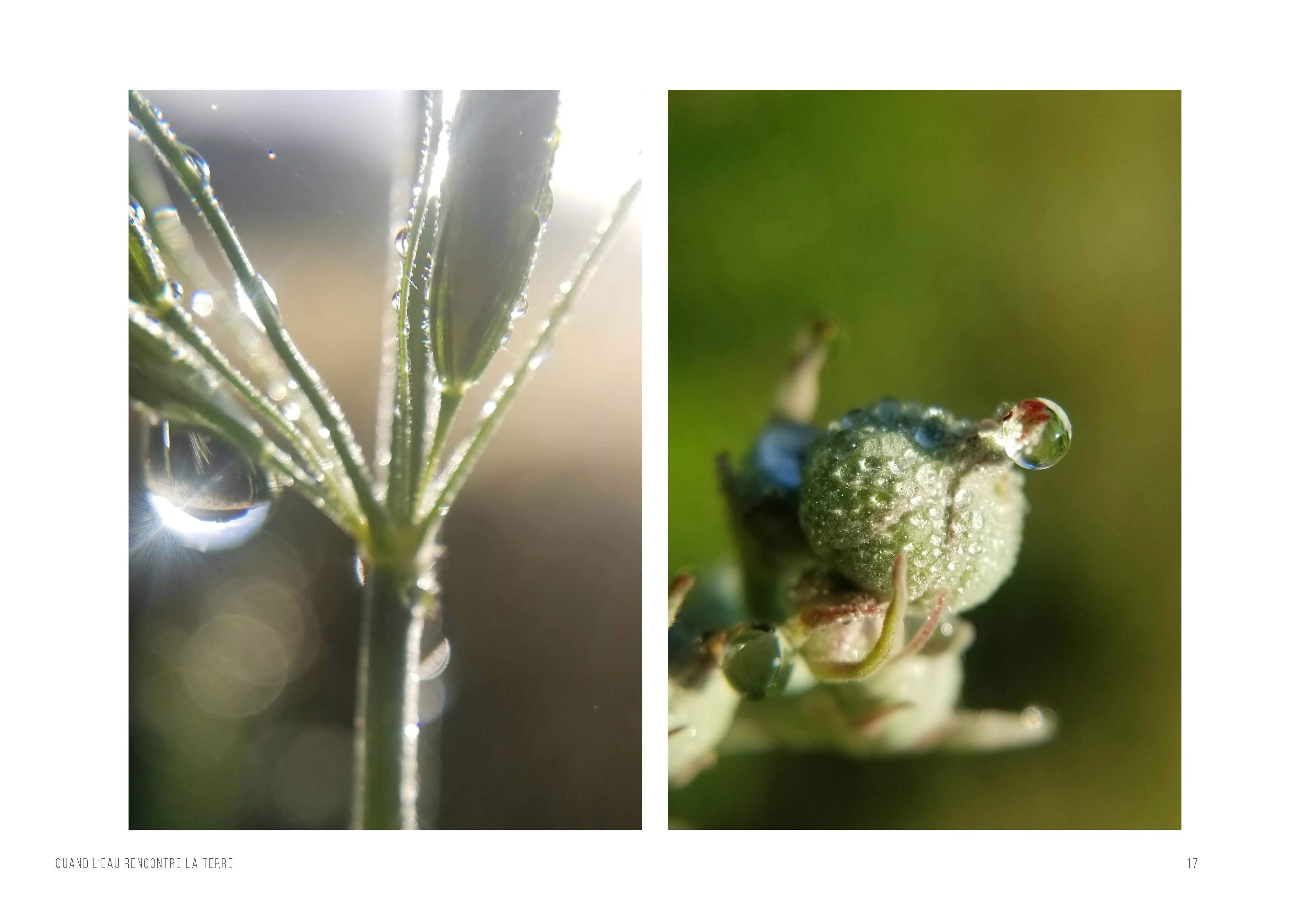 Deux photographies : une tige couverte de rosée traversée par un halo de lumière, et un bouton de fleur bleuté perlé de gouttelettes.