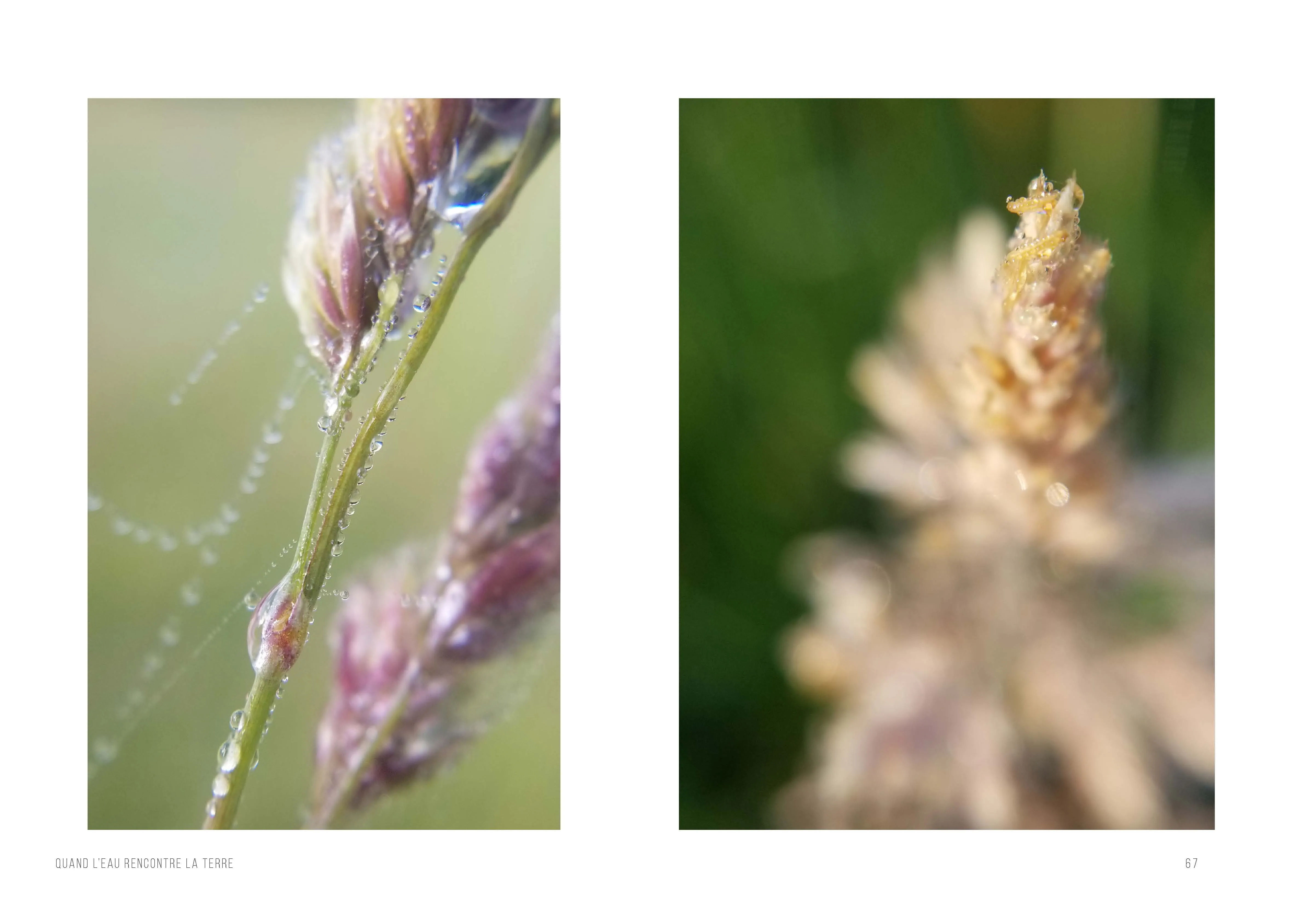 Deux photographies : un épi de graminée mauve tendu de fils de toile perlés de rosée, et un épi doré vu en flou.