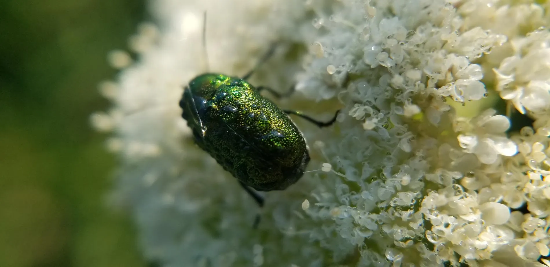 Un coléoptère vert métallique sur une ombelle blanche
