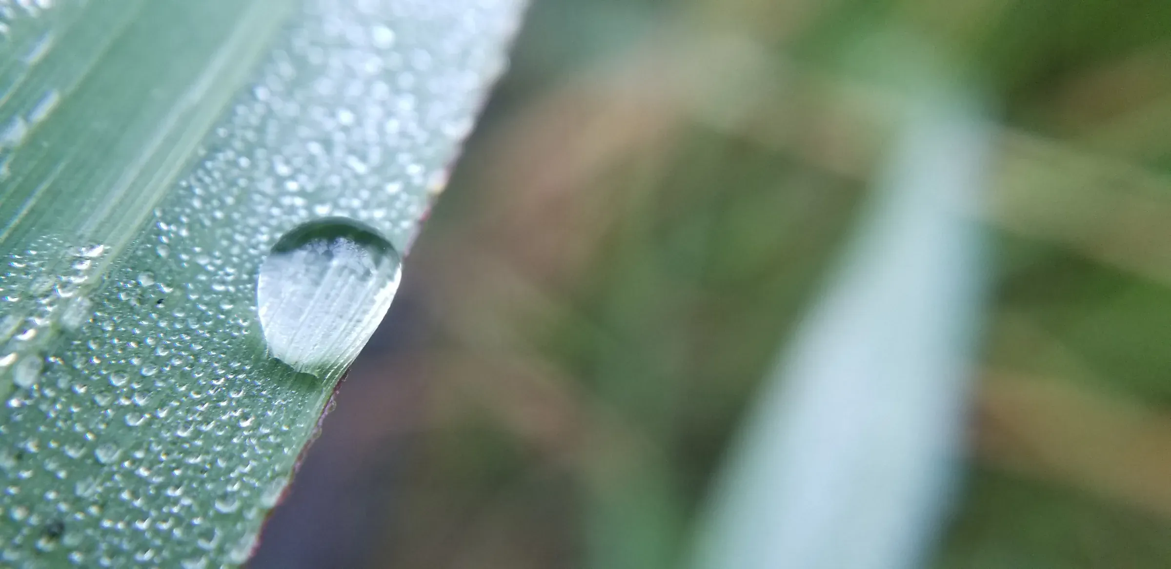 Une goutte suspendue à un brin d’herbe