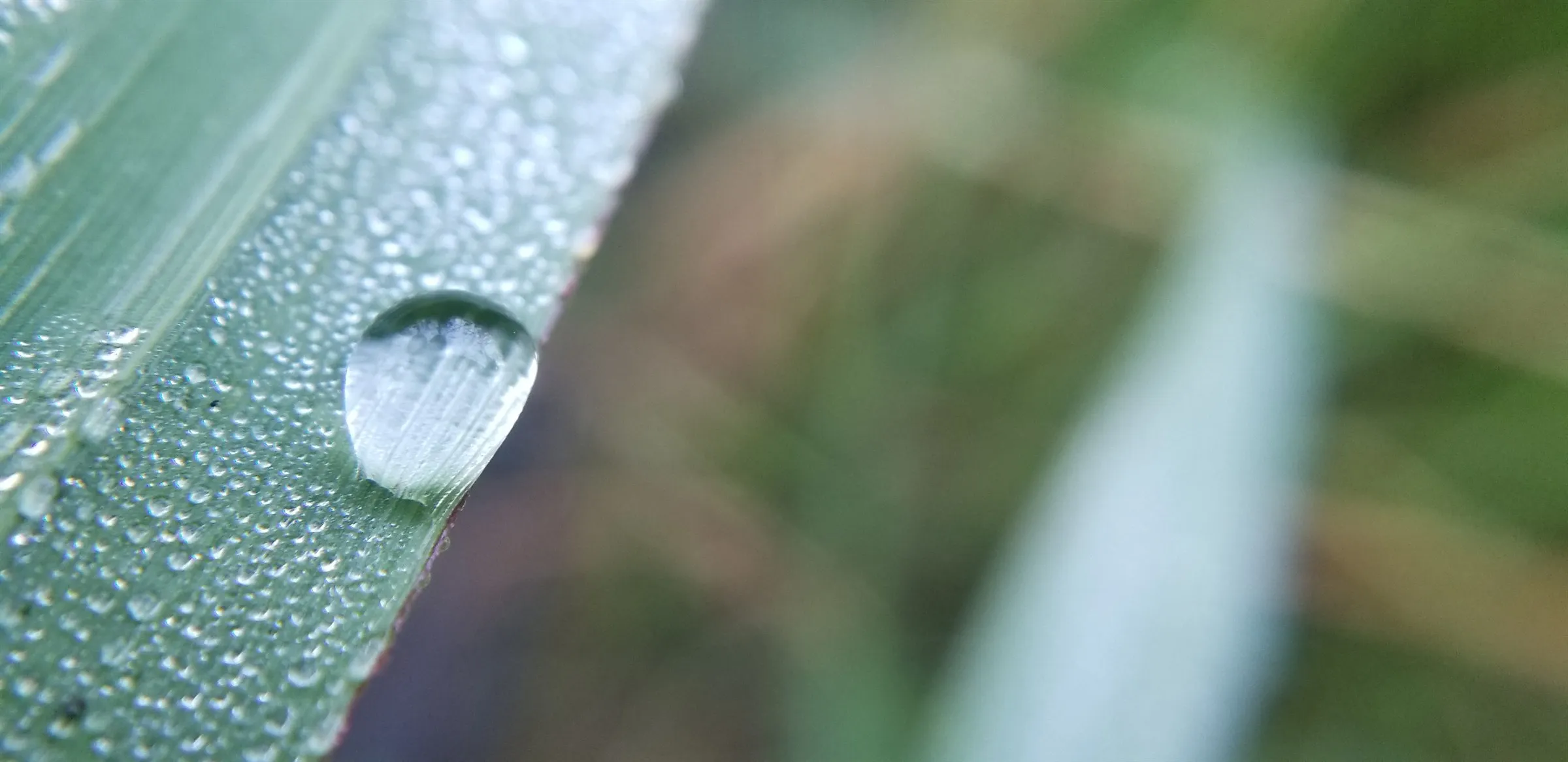 Une goutte d’eau retenue au bord d’une feuille couverte de rosée, sur un fond d’herbes floues.