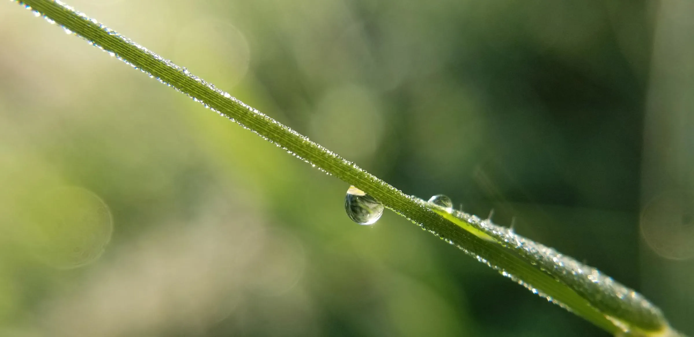 Une goutte d’eau retenue sous un brin d’herbe en diagonale, perlé de rosée, sur un fond vert flou.