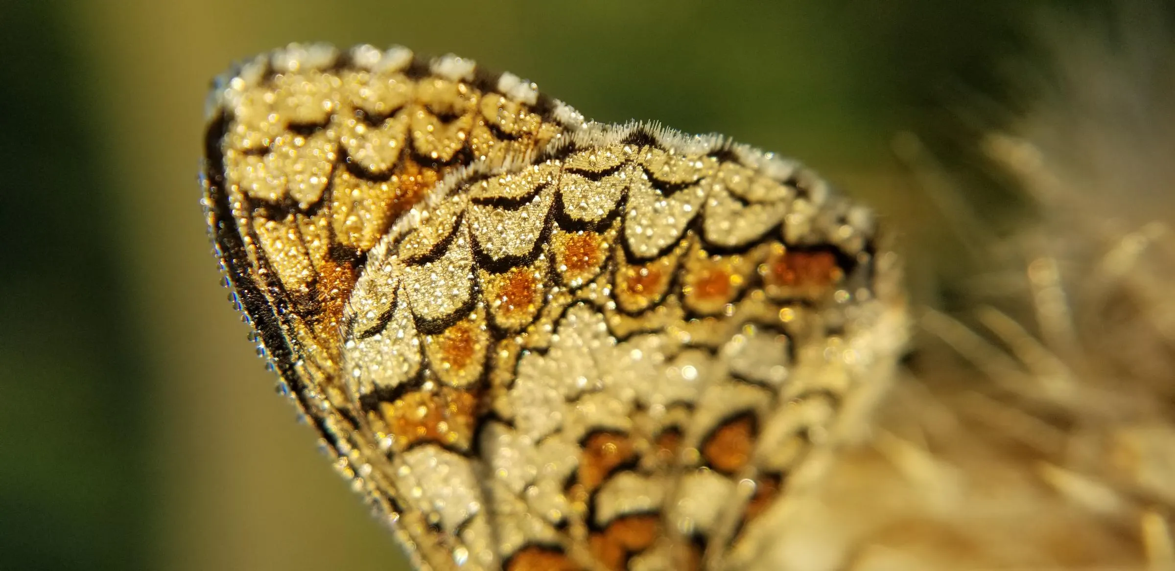Une aile de papillon couverte de rosée, ses écailles dessinant un réseau serré de cellules orange et noires, sur un fond flou.