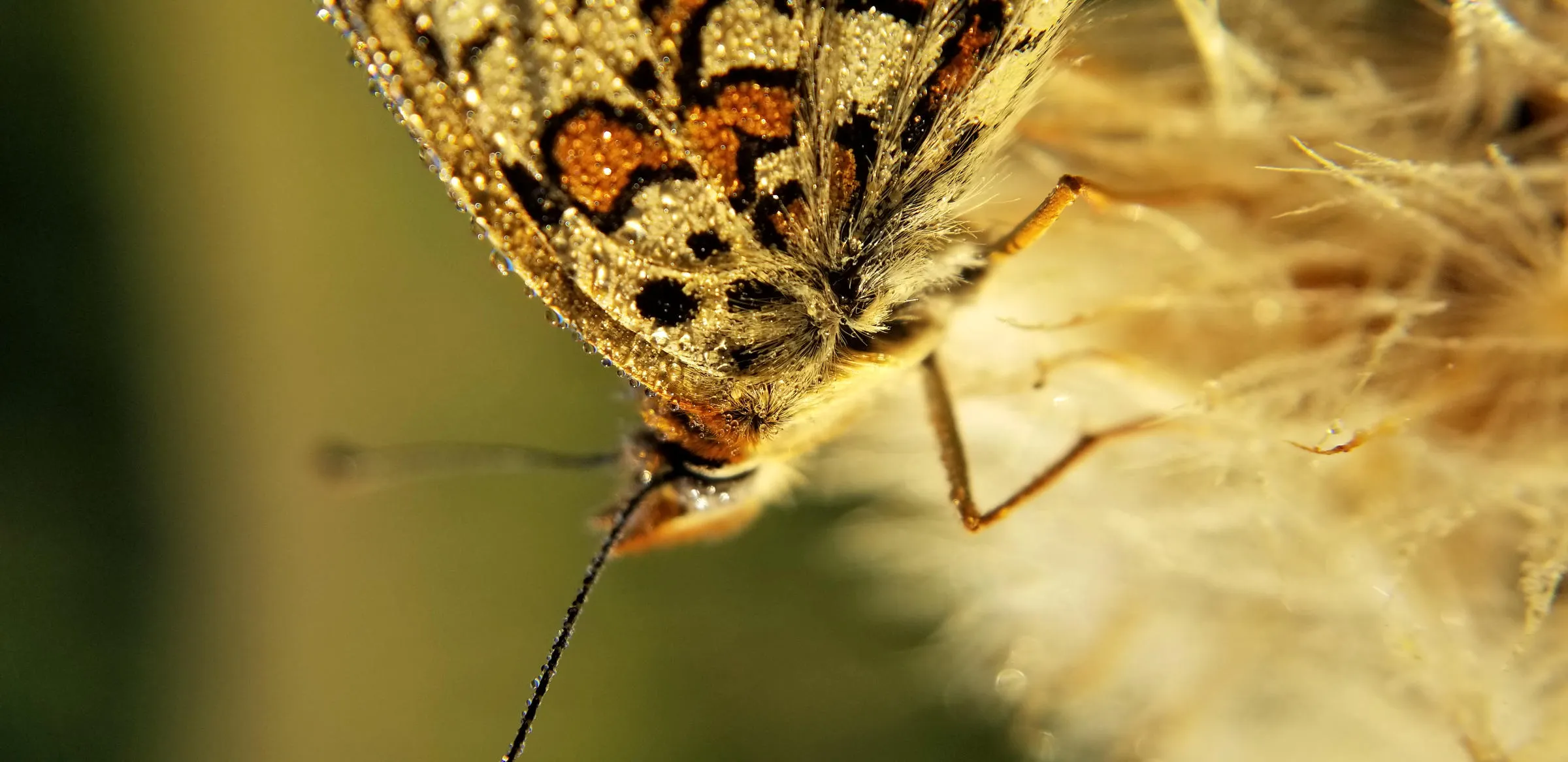 Un papillon perlé de rosée, sa tête et son antenne en gros plan, l’aile ocre tachetée de noir, posé contre une aigrette duveteuse.