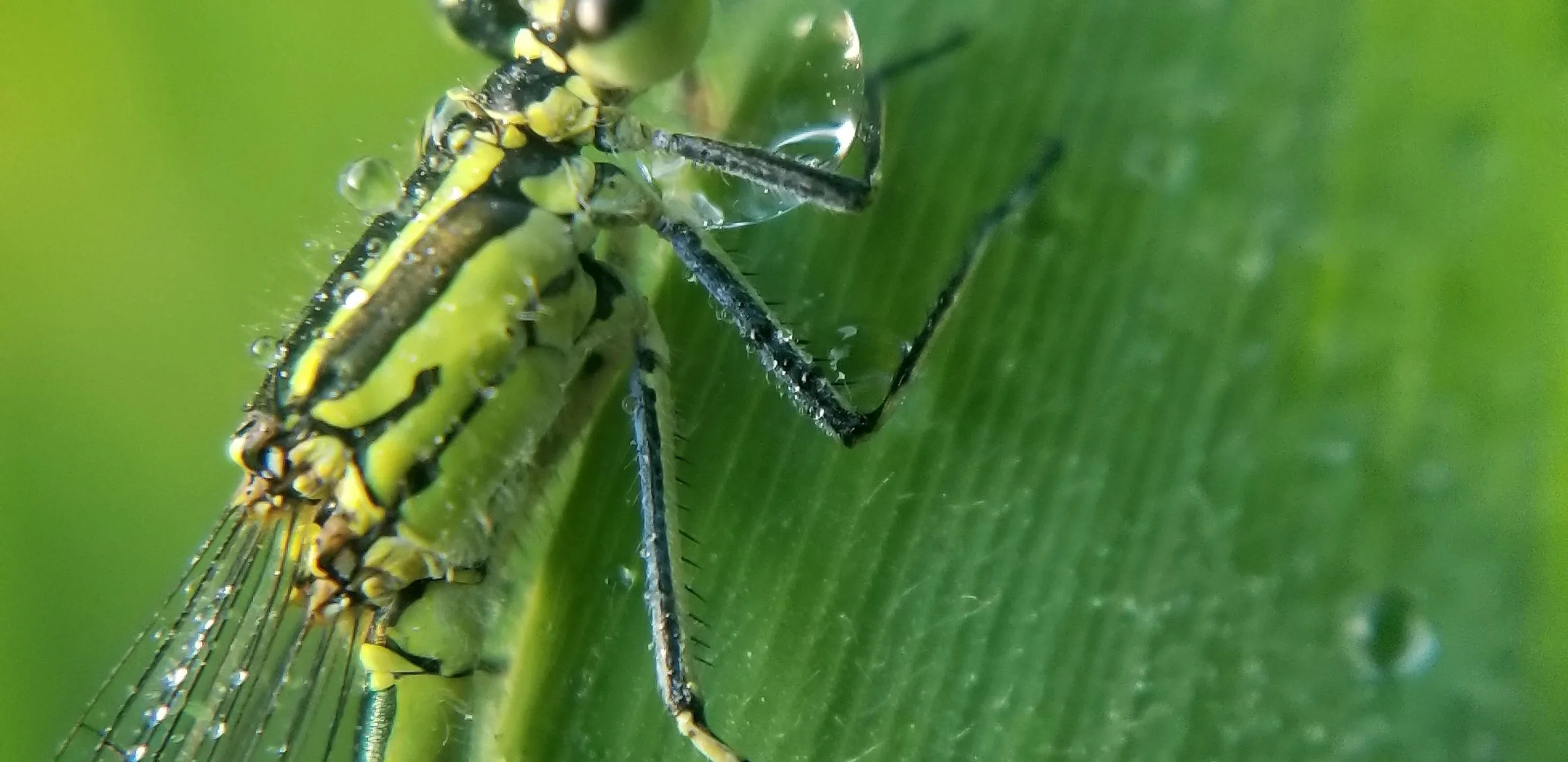 Une demoiselle posée le long d’une feuille, son abdomen annelé aligné sur les nervures de la lame, des gouttes de rosée retenues à côté d’elle.