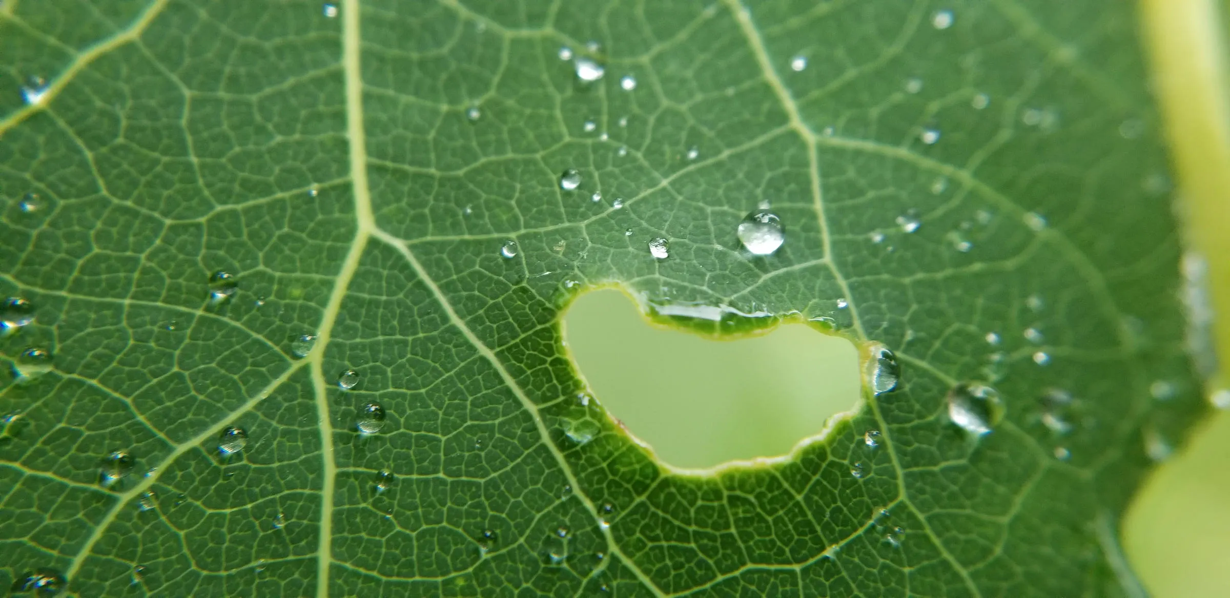 Une feuille verte photographiée de très près, le réseau clair de ses nervures lisible d’un bord à l’autre, un morceau du limbe manquant en son milieu, et des gouttes de rosée posées tout autour.