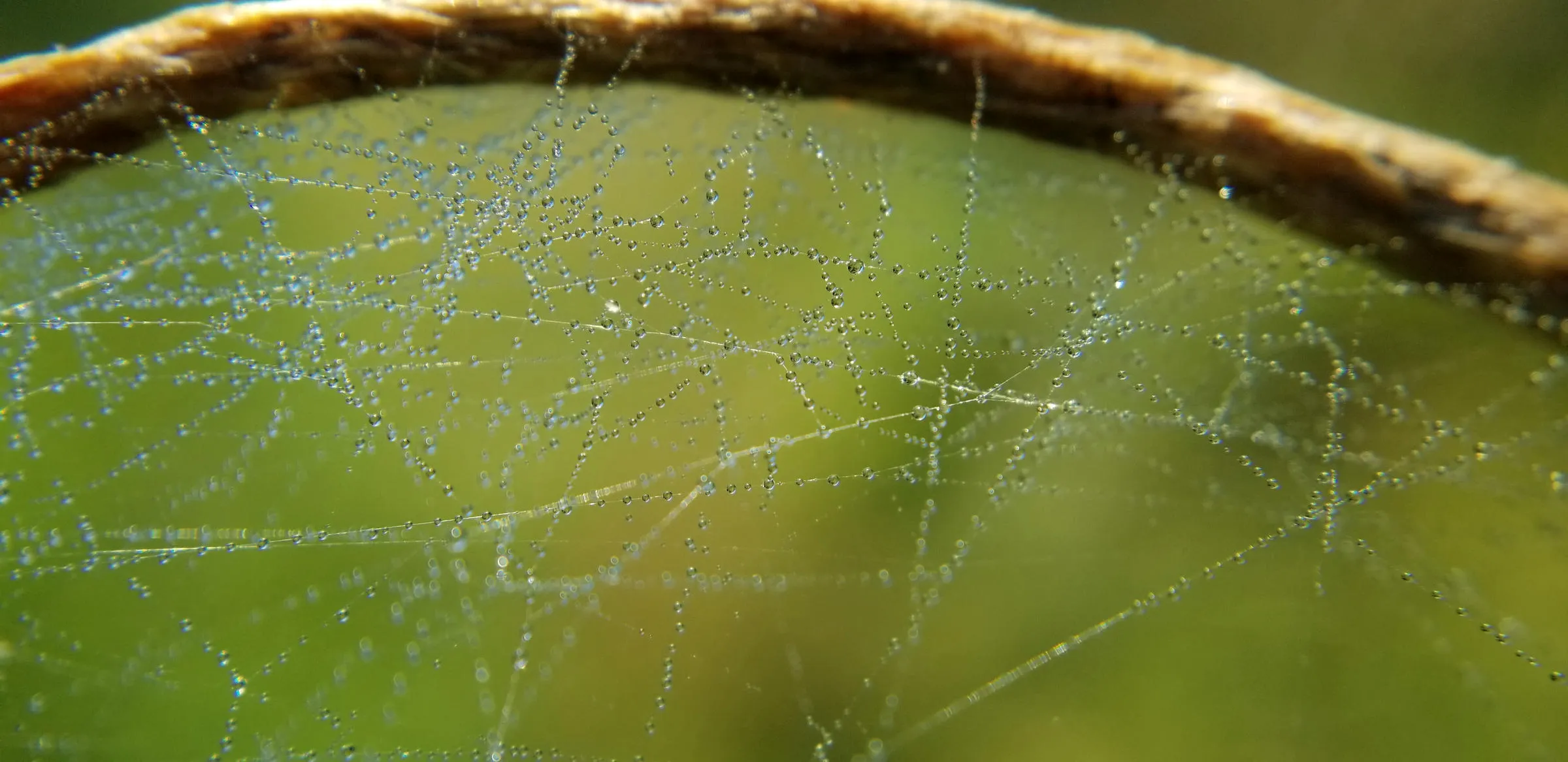 Une toile d’araignée couverte de fines gouttes de rosée, tendue sous une tige sèche qui fait une courbe en haut de l’image. Des centaines de perles d’eau sur les fils, devant un fond vert flou.