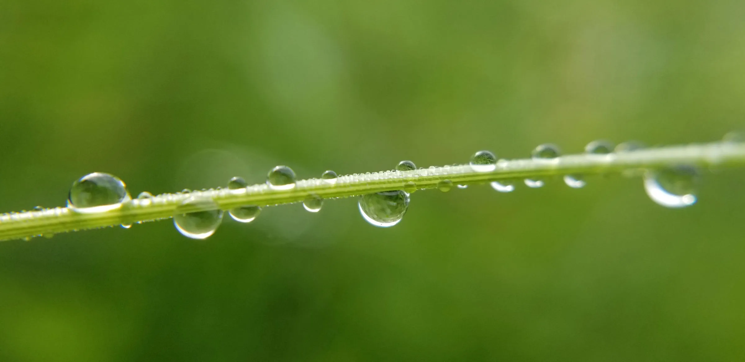 Une tige d’herbe fine traverse l’image en diagonale douce, chargée de gouttes d’eau de toutes tailles, posées dessus ou suspendues dessous. Le fond est un vert flou.