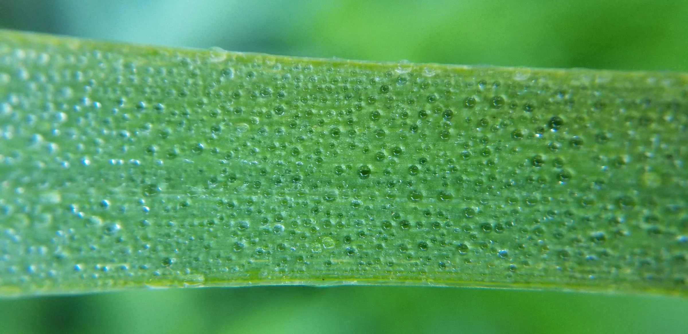 Une feuille d’herbe verte en très gros plan, couverte de centaines de minuscules gouttes de rosée alignées le long de ses nervures, devant un fond vert flou.