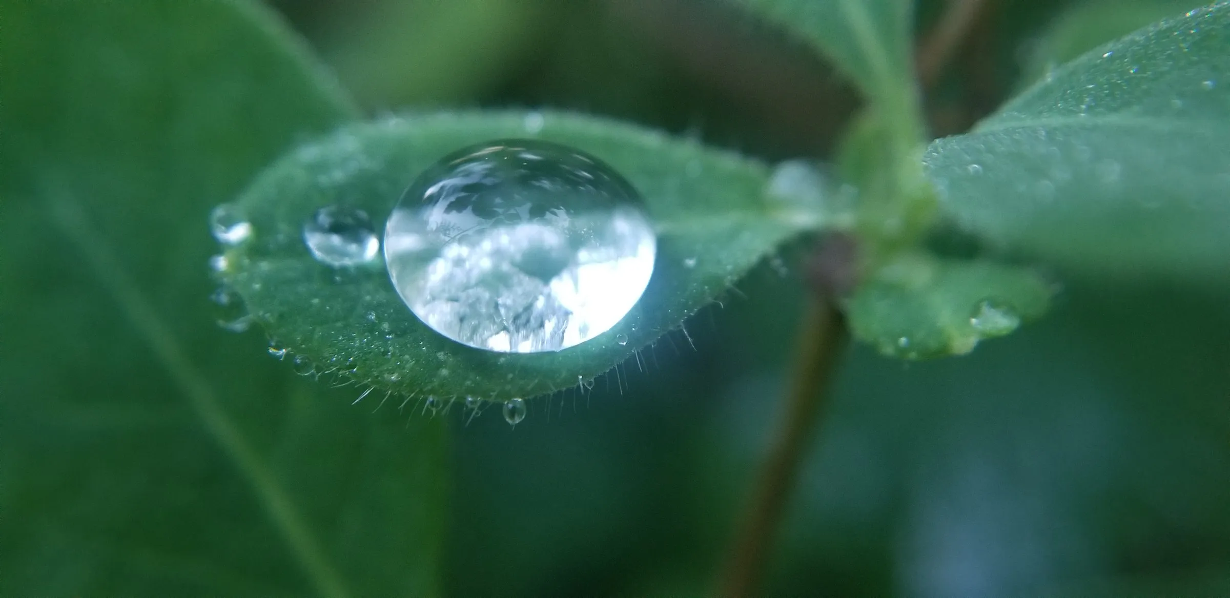 Une grosse goutte d’eau claire posée sur une feuille duveteuse, le fond de verdure flou derrière.