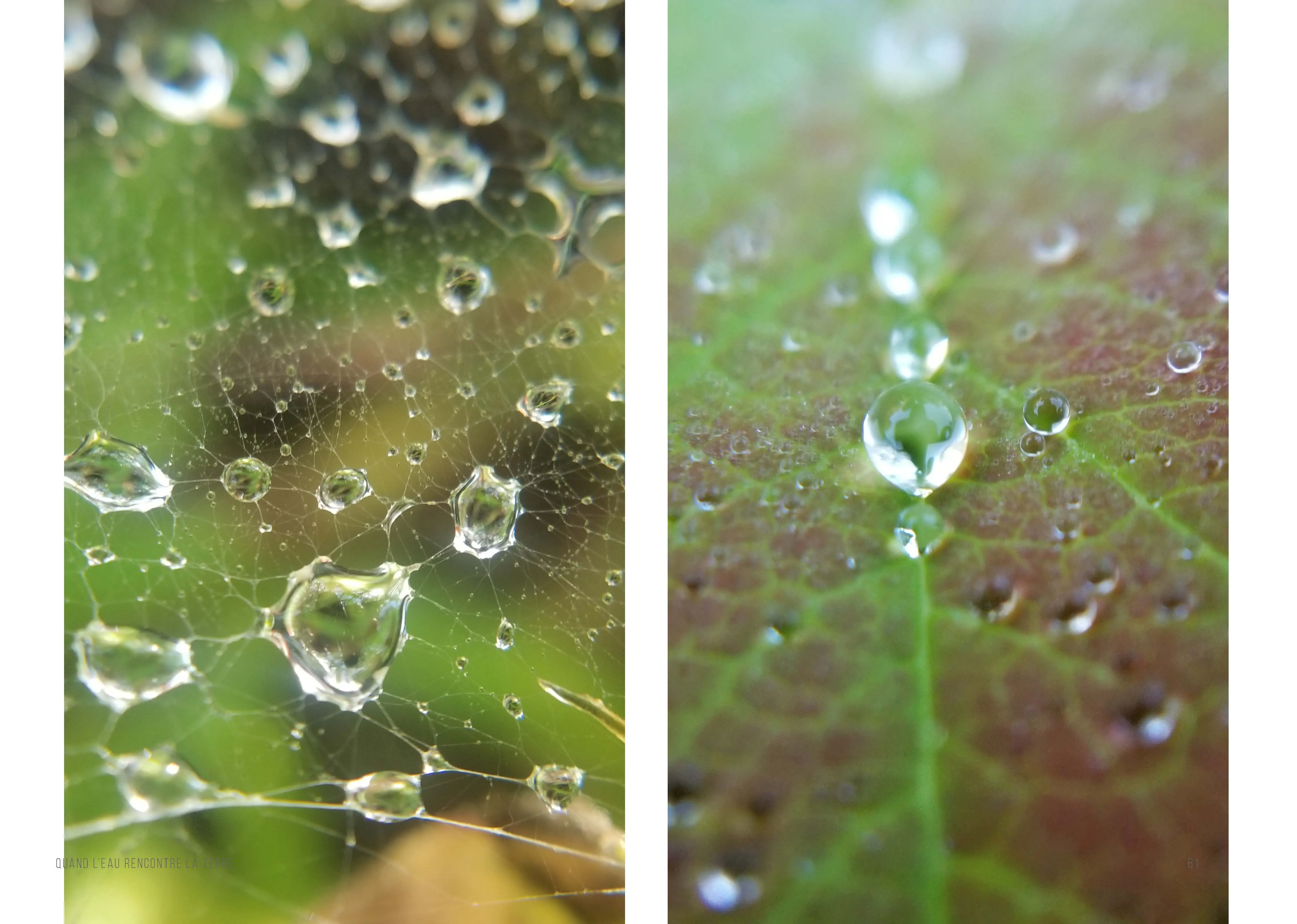 Deux photographies : une toile d’araignée criblée de gouttes devant une feuille verte, et une file de gouttes alignées le long de la nervure d’une feuille rougissante.