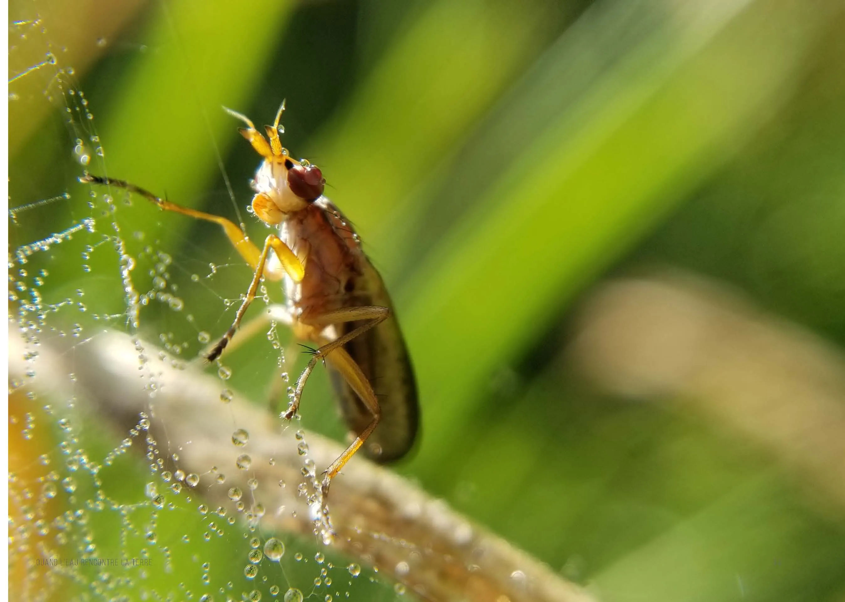 Un petit diptère roux posé sur une toile d’araignée perlée de rosée, tendue entre des herbes vertes.