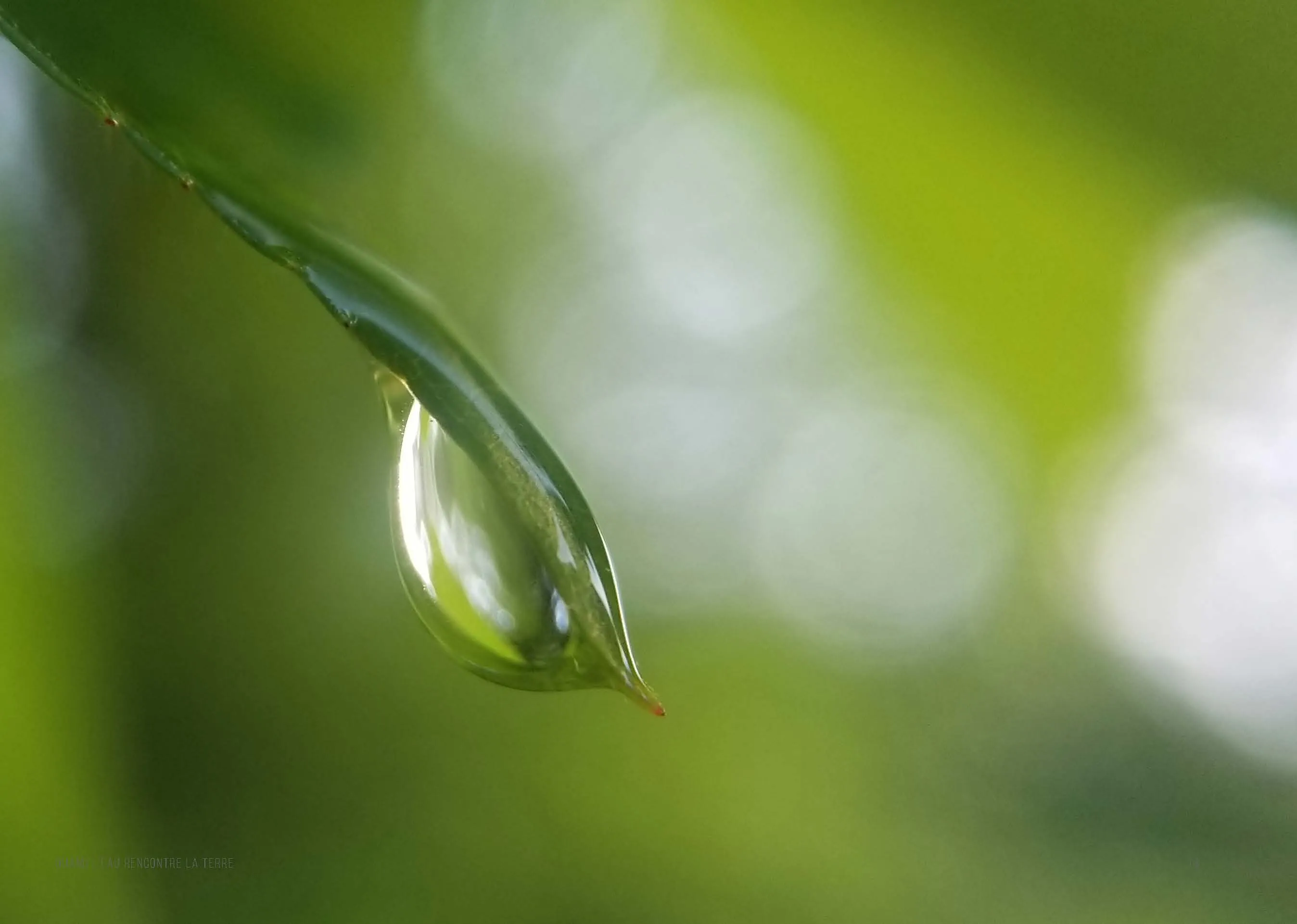 Gros plan sur une grosse goutte d’eau suspendue à la pointe d’un brin d’herbe, transparente et arrondie, sur un fond vert diffus.