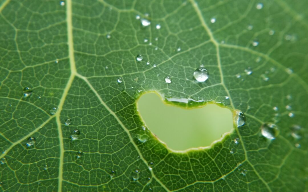 La magie de l’eau